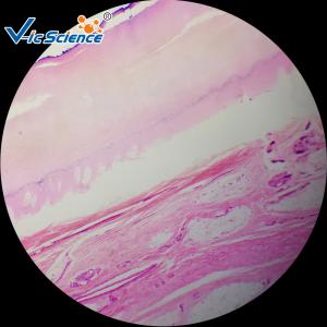 China Microscope Teaching Glass Appendix Histology Slide 100pcs For College factory