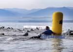 Buoy Cylinder Water Race Marker Inflatable Water Buoys Floating Buoy With Logo