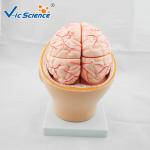 Commercial Teaching Head Brain Anatomy With Arteries VIC-318