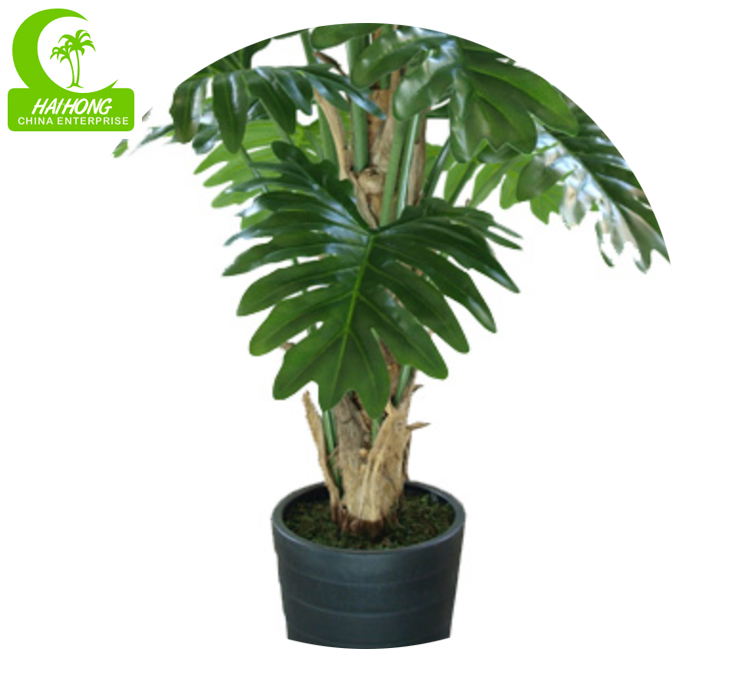 split philo plant