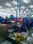 Semi-automatic Fish Skinning Machine Sashimi Fish Skinning Machine